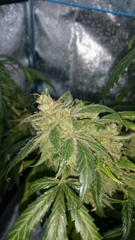 (3) Triangle Kush bud shot.jpg