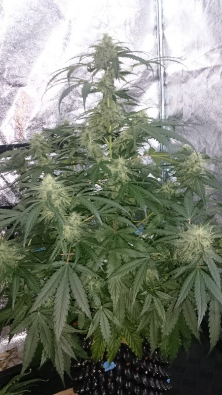 (3) Triangle Kush day 54.JPG