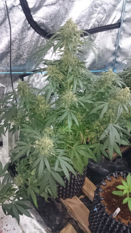 (3) Triangle Kush day 73.JPG