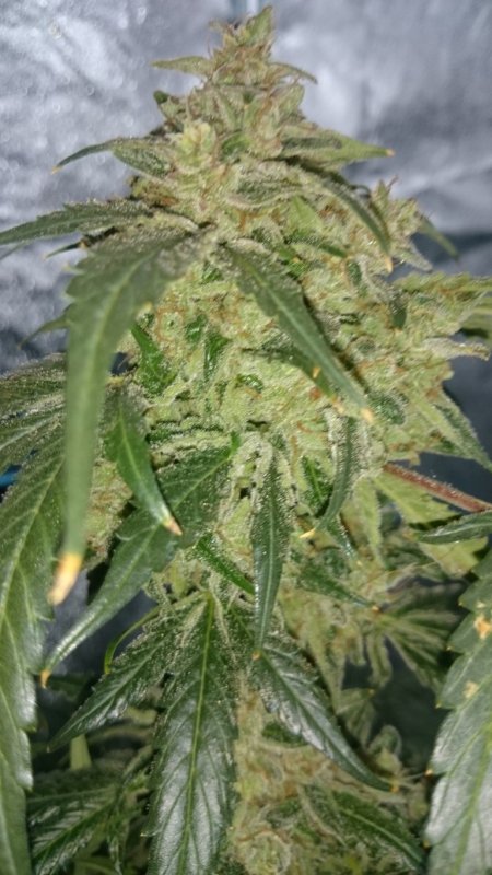 (3) Triangle Kush main cola.JPG