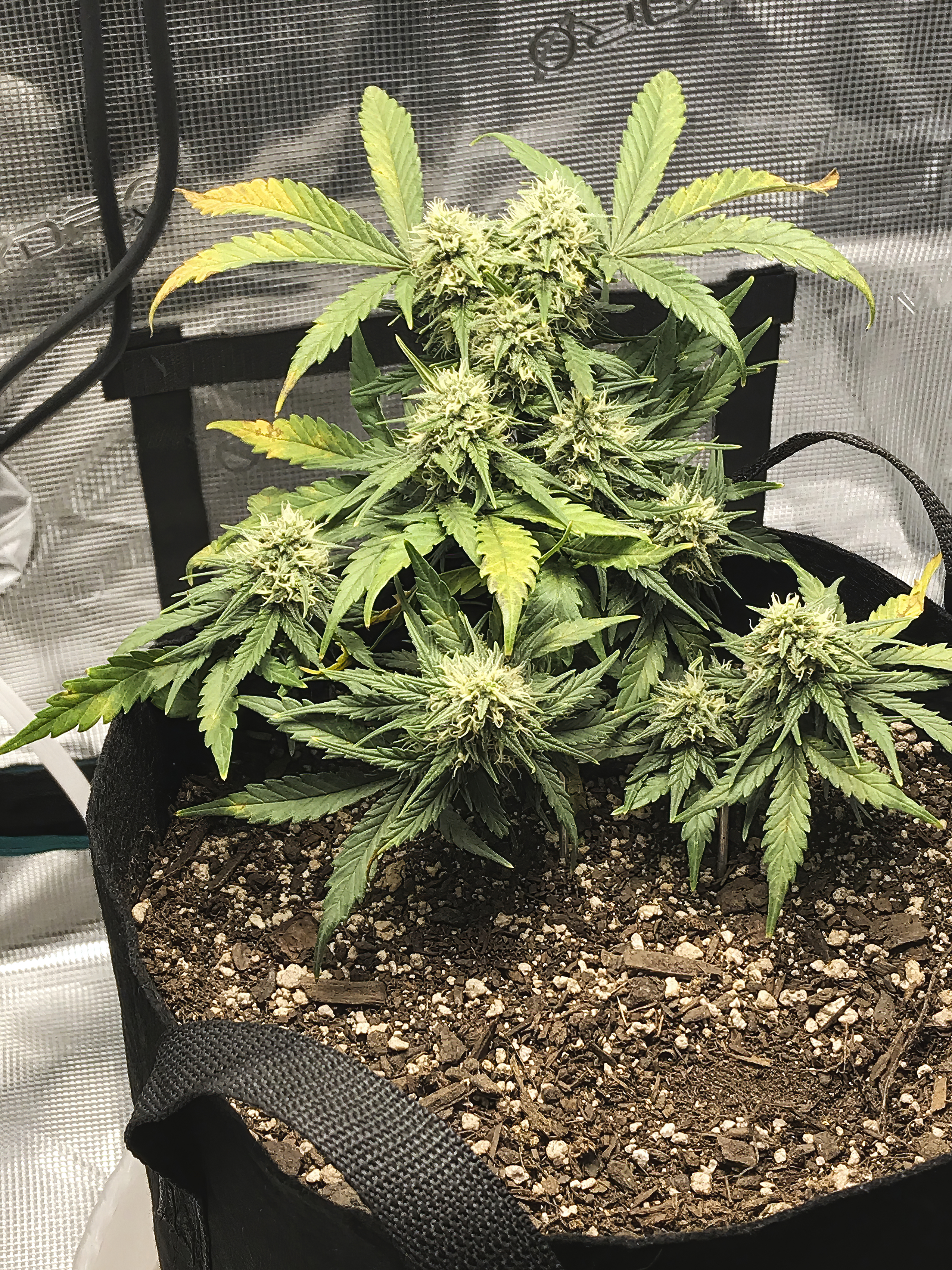 3 Weeks into flower with NLS.jpeg