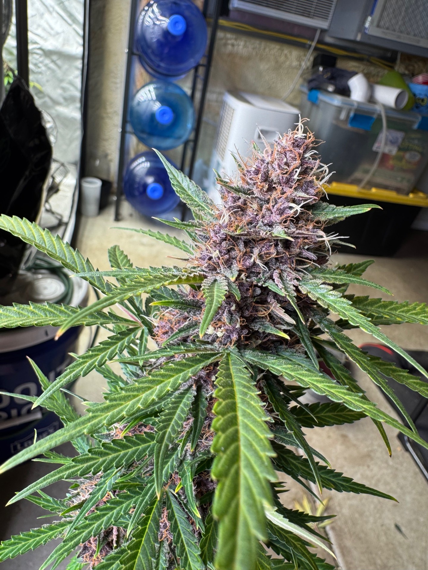 304 purp 1.jpg