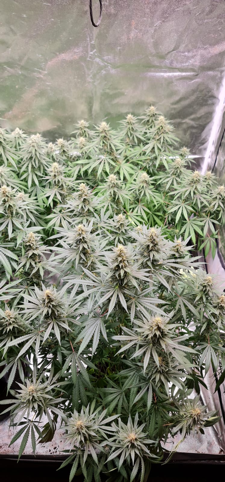 34 days in flowering (1).jpeg