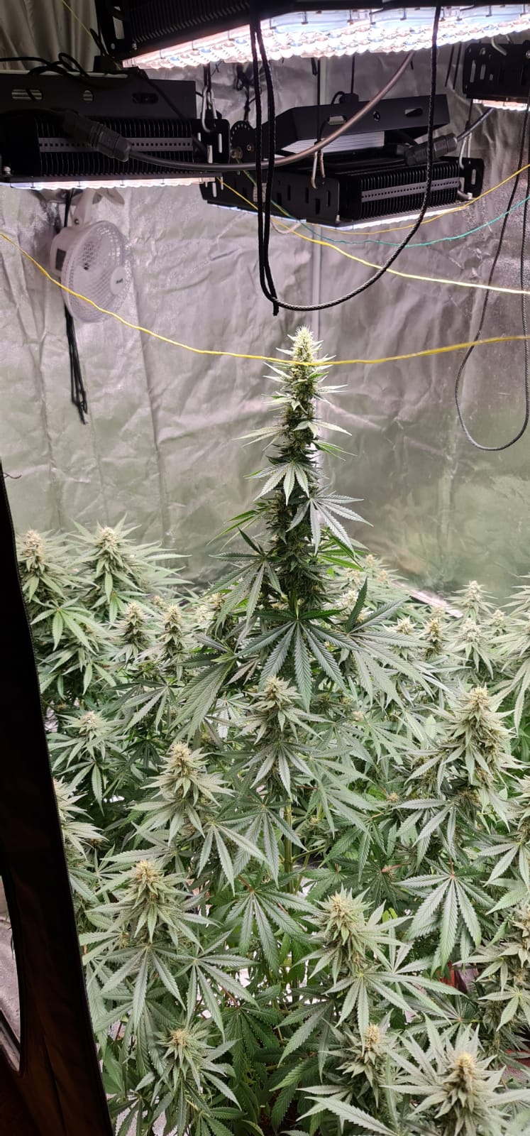 34 days in flowering (2).jpeg