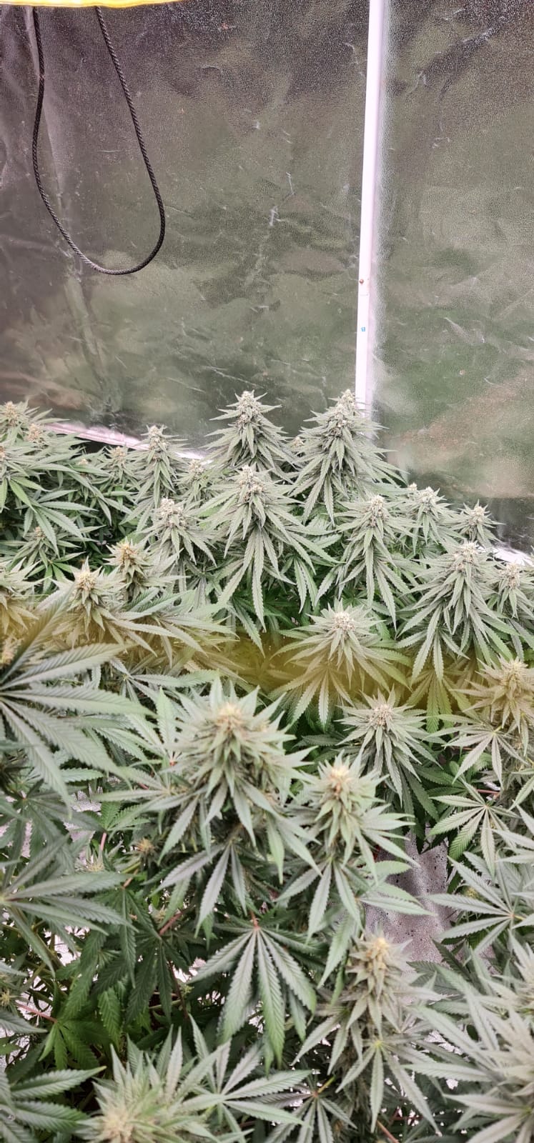 34 days in flowering (3).jpeg