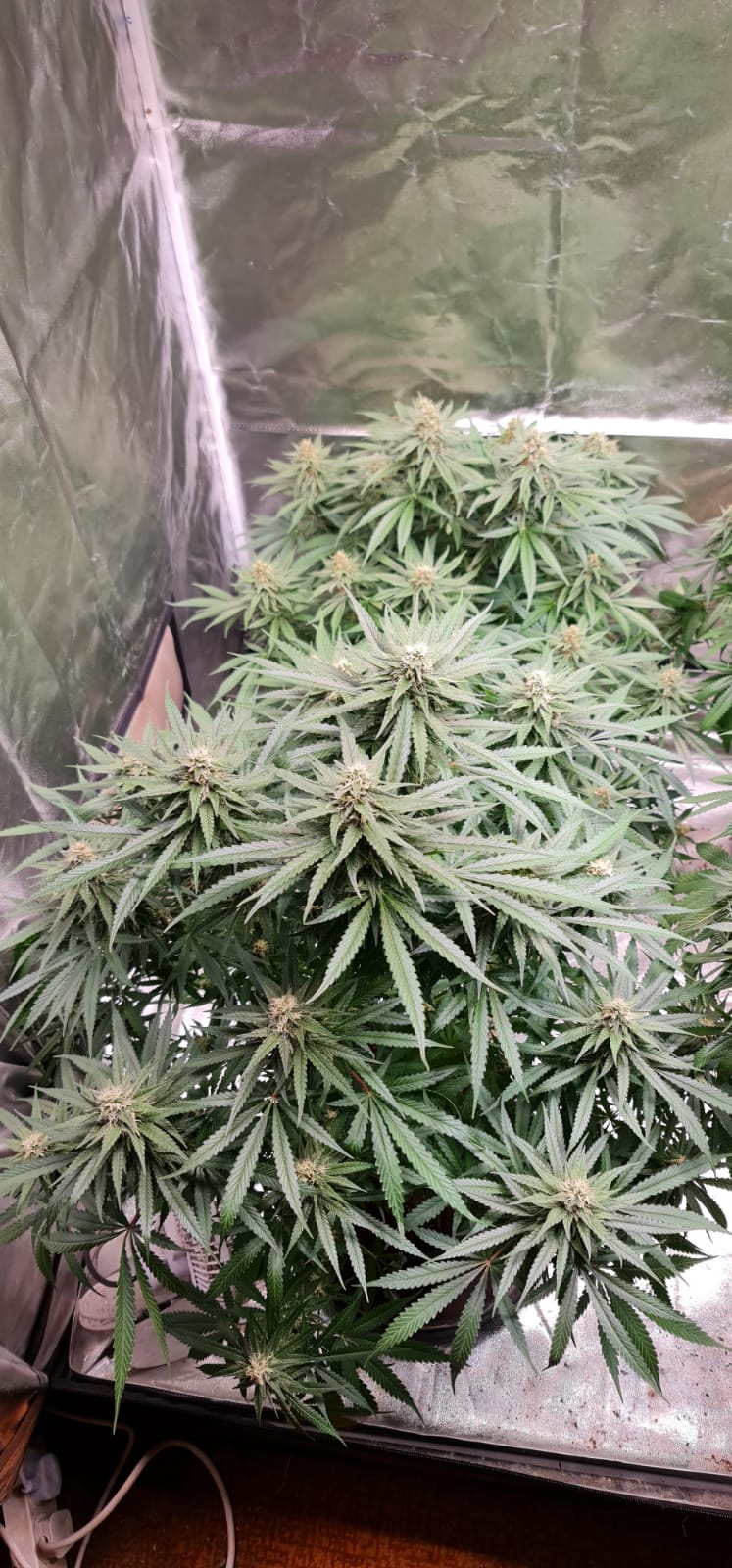 34 days in flowering (4).jpeg