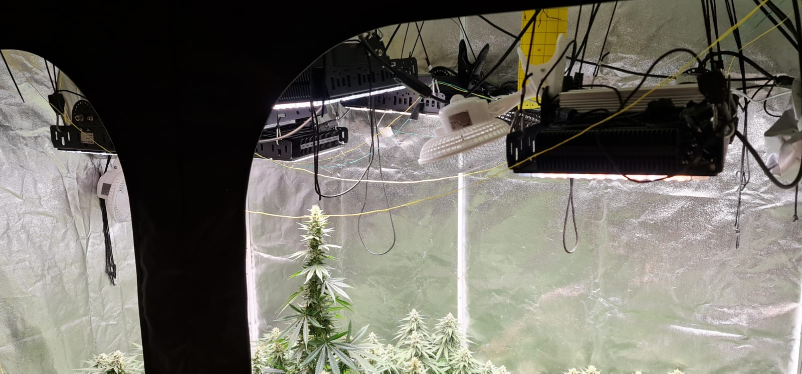 34 days in flowering (5).jpeg