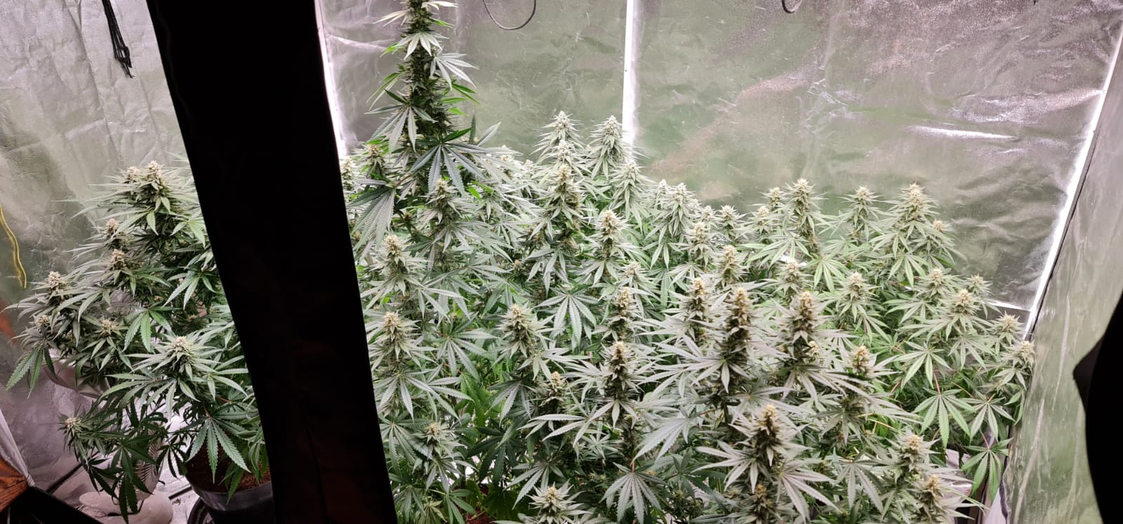 34 days in flowering (6).jpeg