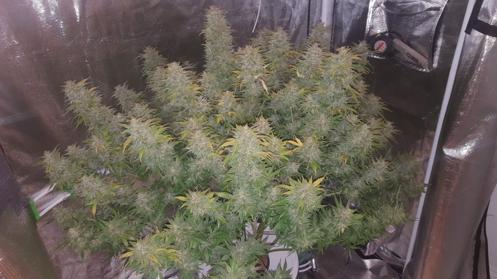 346576_dwc-orange-liversmephisto-geneticsilluminauto-25-sour-orange-ivers.jpg