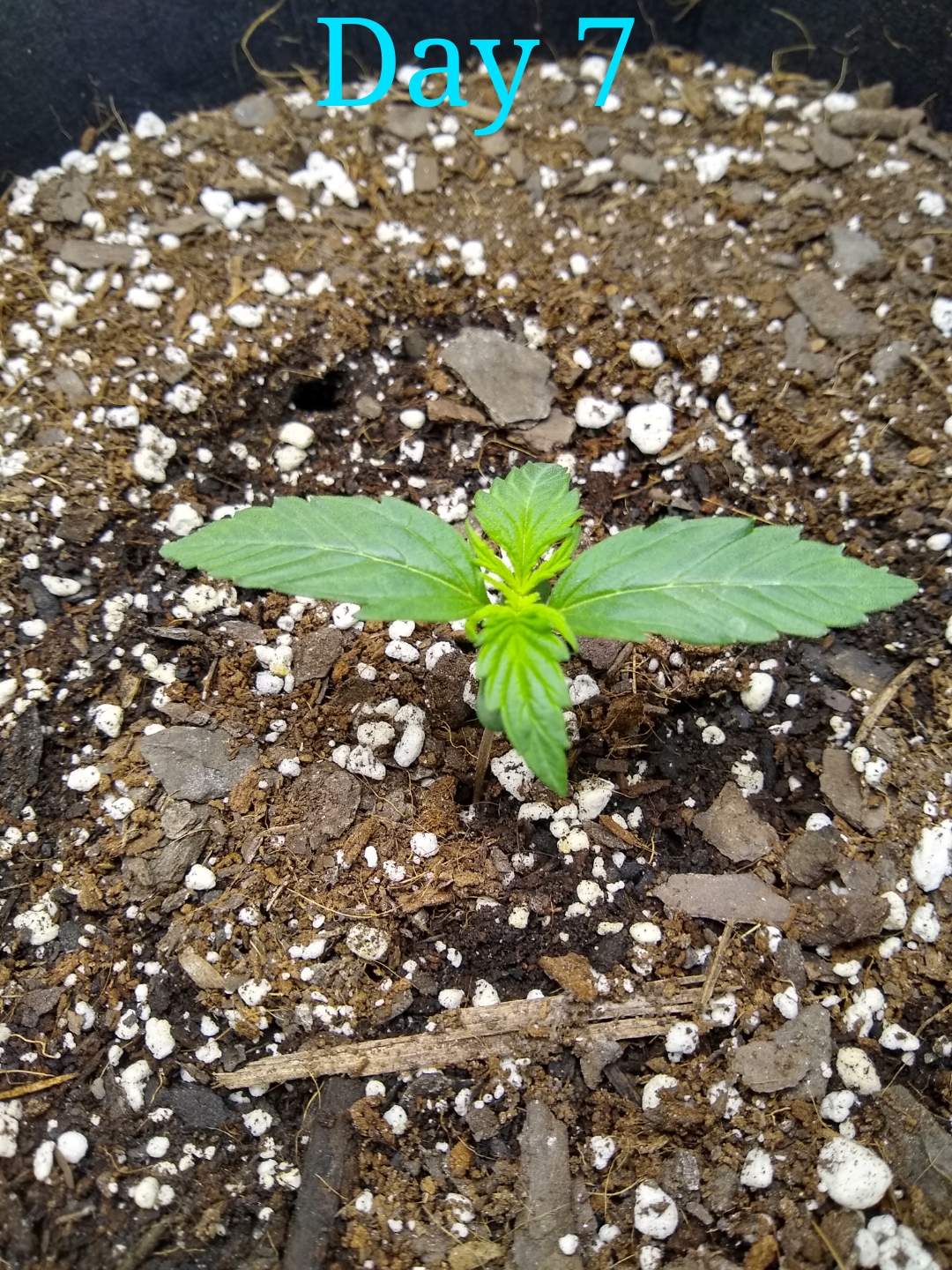 3466091_msnl-auto-amnesia-grow-journal-by-sickzonemsnlauto-amnesia.jpg