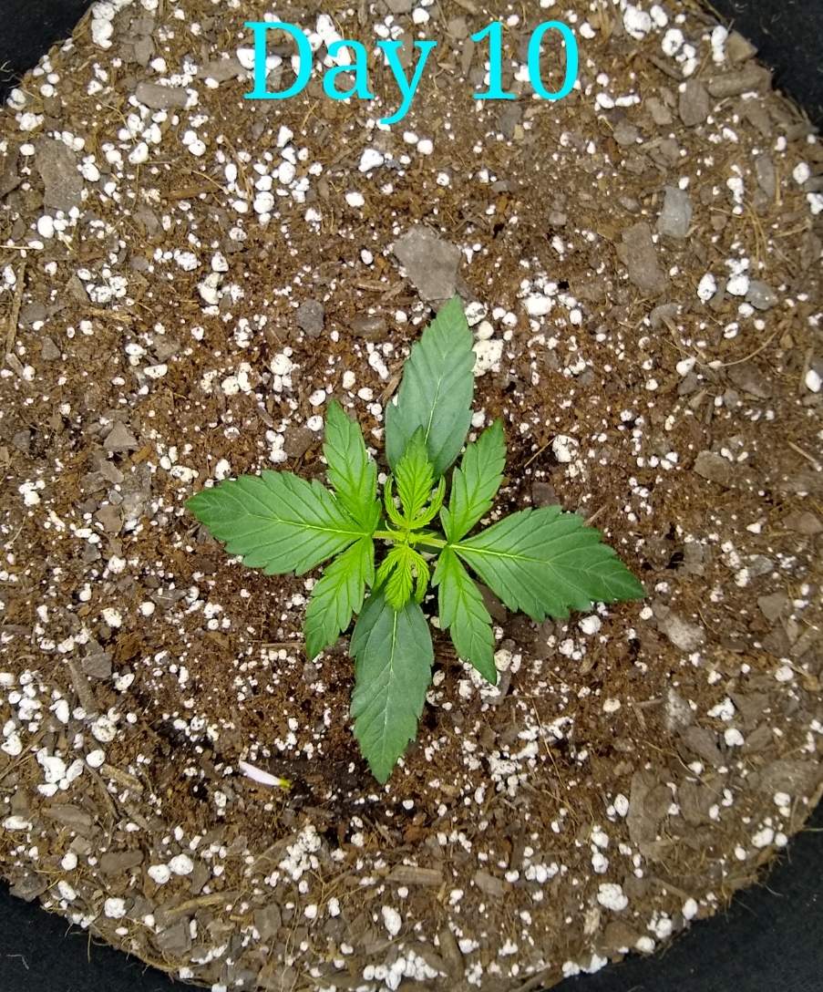 3500182_msnl-auto-amnesia-grow-journal-by-sickzonemsnlauto-amnesia.jpg