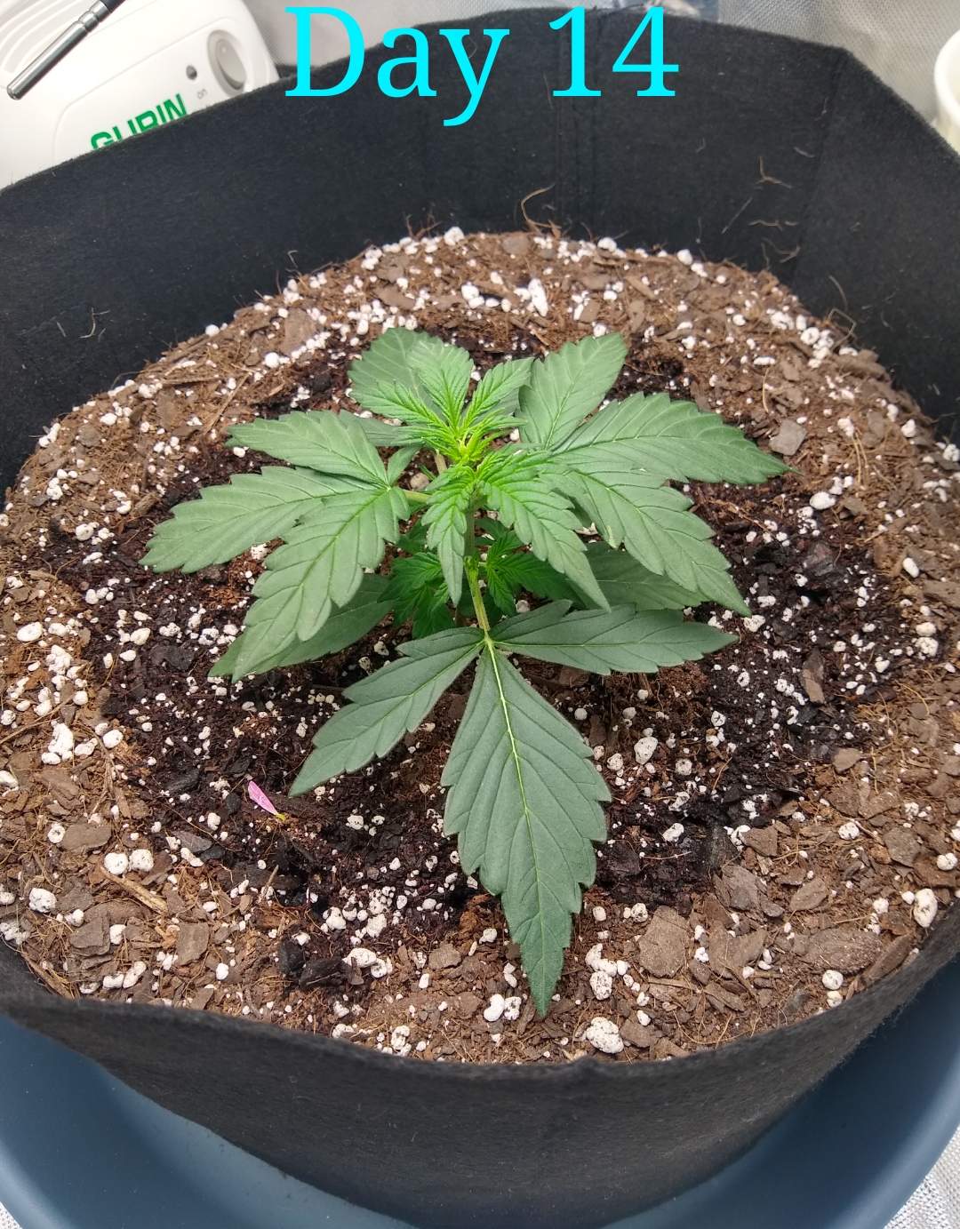 3500227_msnl-auto-amnesia-grow-journal-by-sickzonemsnlauto-amnesia.jpg