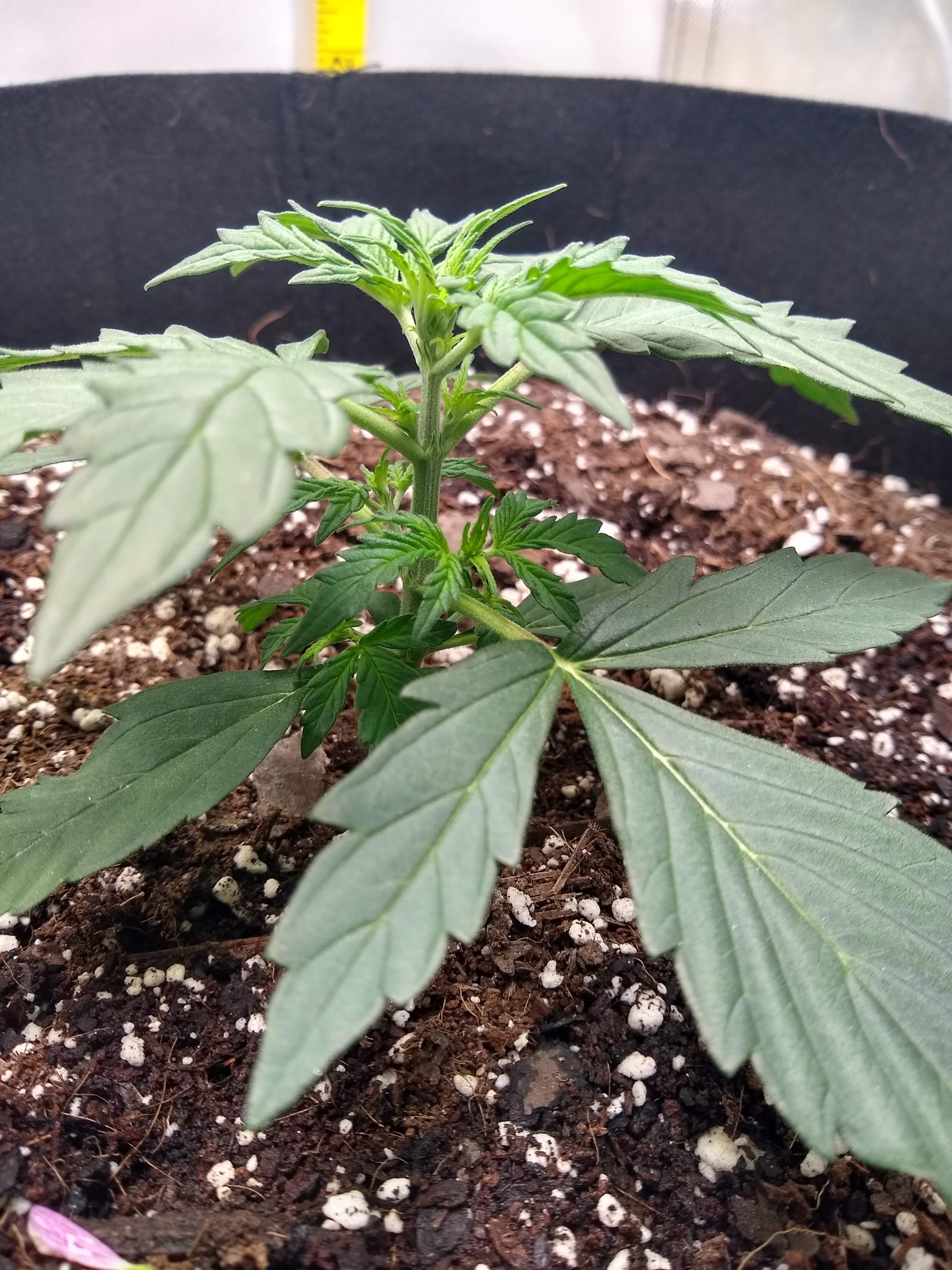 3500231_msnl-auto-amnesia-grow-journal-by-sickzonemsnlauto-amnesia.jpg