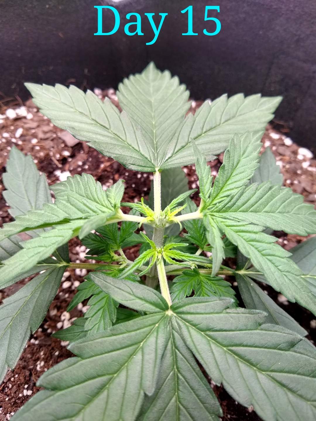 3536069_msnl-auto-amnesia-grow-journal-by-sickzonemsnlauto-amnesia.jpg