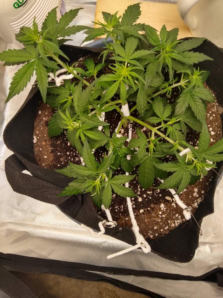 3569344_msnl-auto-amnesia-grow-journal-by-sickzonemsnlauto-amnesia.jpg