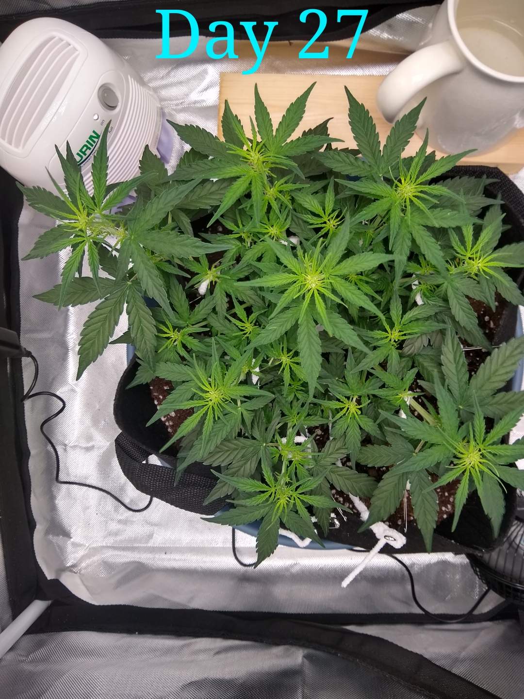 3569364_msnl-auto-amnesia-grow-journal-by-sickzonemsnlauto-amnesia.jpg