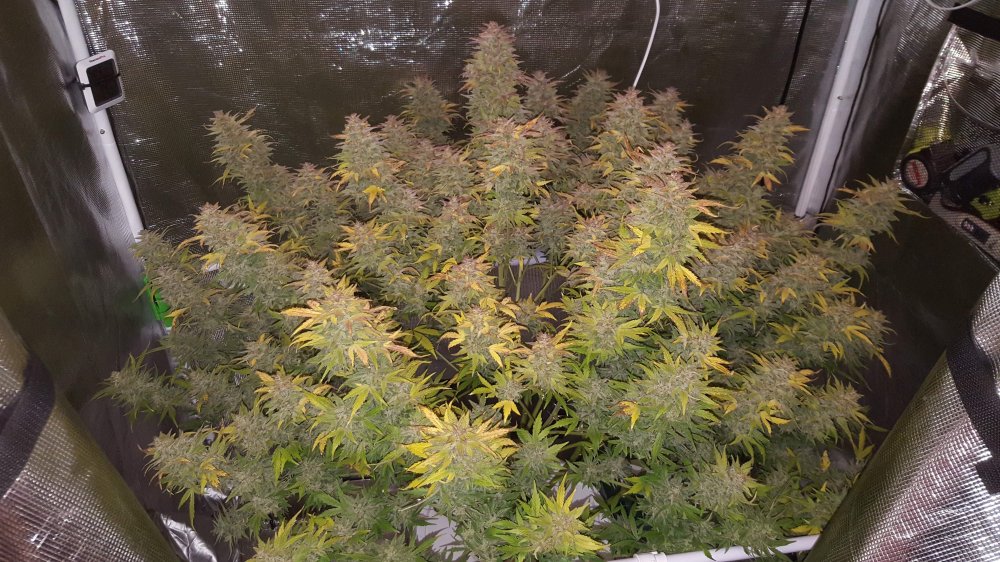 360664_dwc-orange-liversmephisto-geneticsilluminauto-25-sour-orange-ivers.jpg