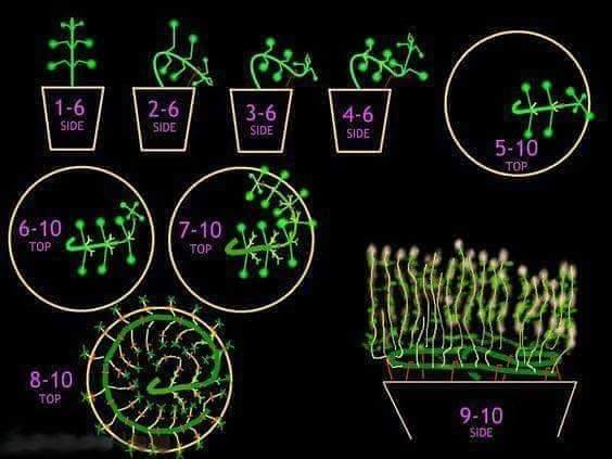 36969124_206766616697009_2757383813079236608_n.jpg