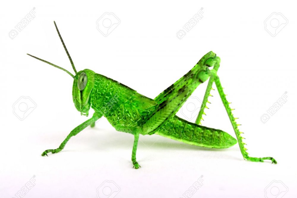 3696949-Isolated-green-grasshopper-sideview-Stock-Photo.jpg