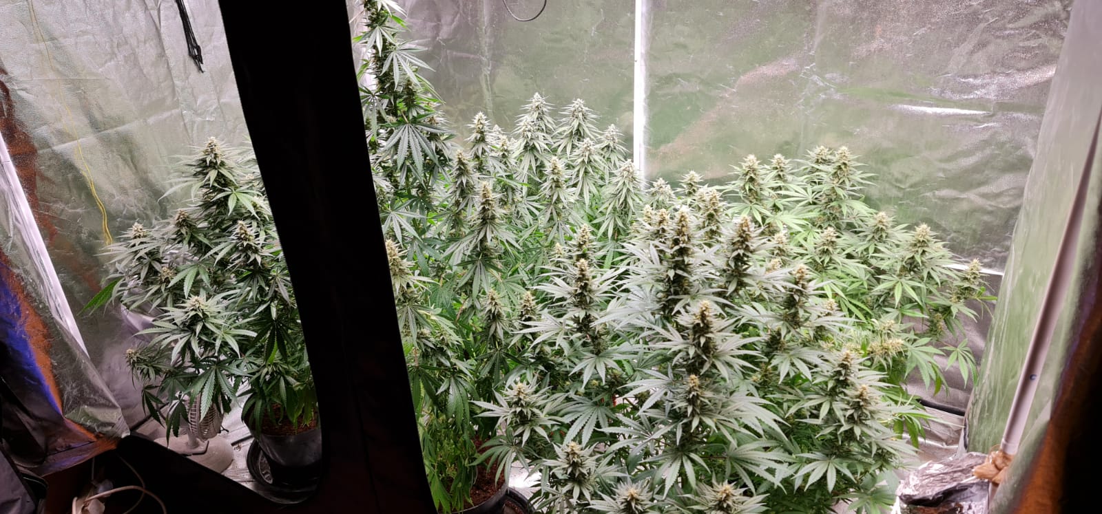 37 days flowering (1).jpeg