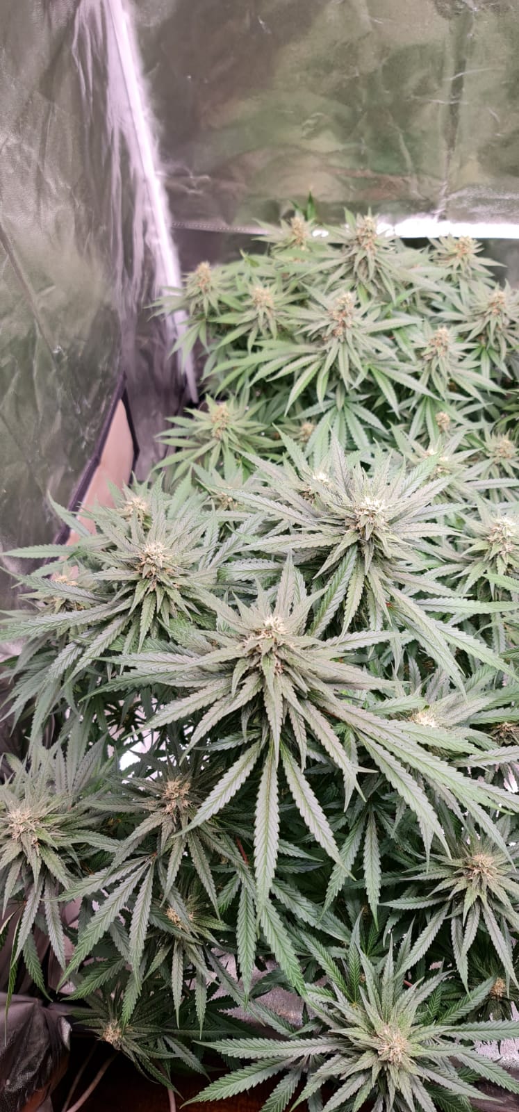 37 days flowering (10).jpeg