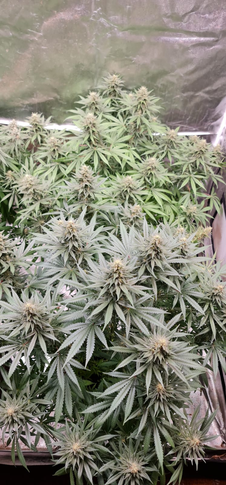 37 days flowering (2).jpeg