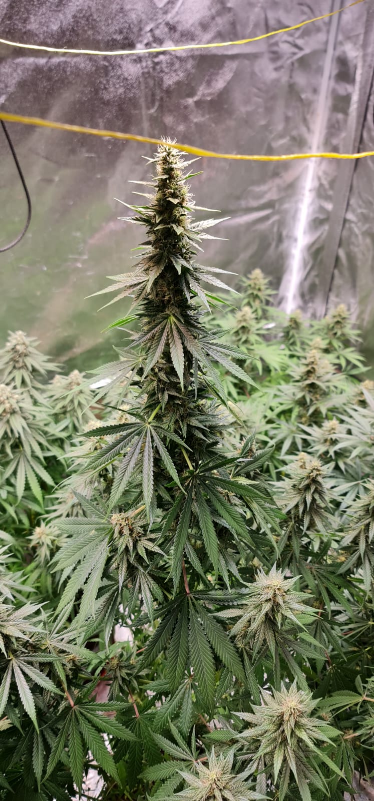 37 days flowering (3).jpeg