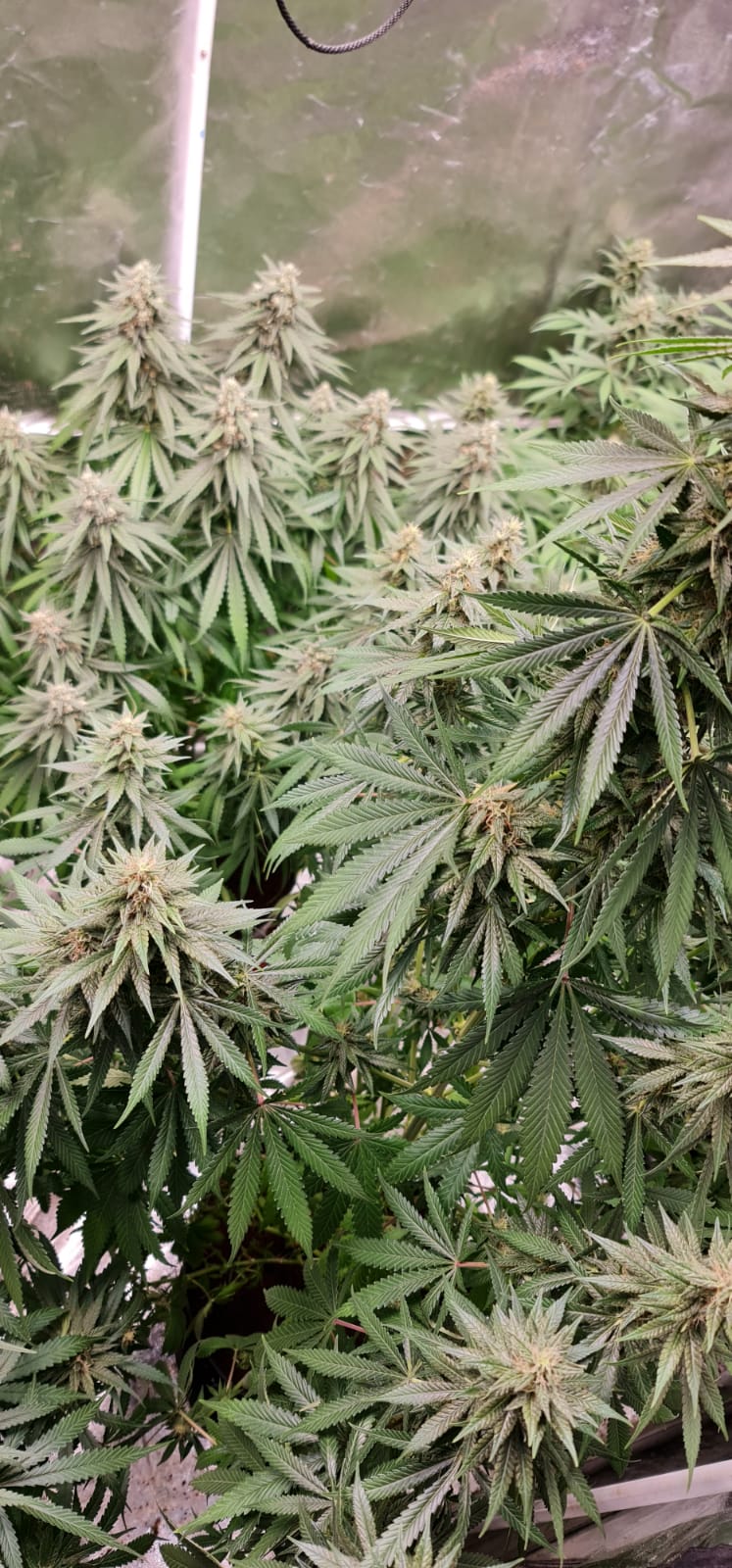 37 days flowering (4).jpeg