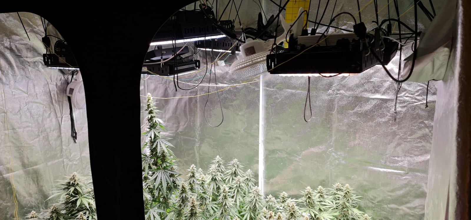 37 days flowering (5).jpeg