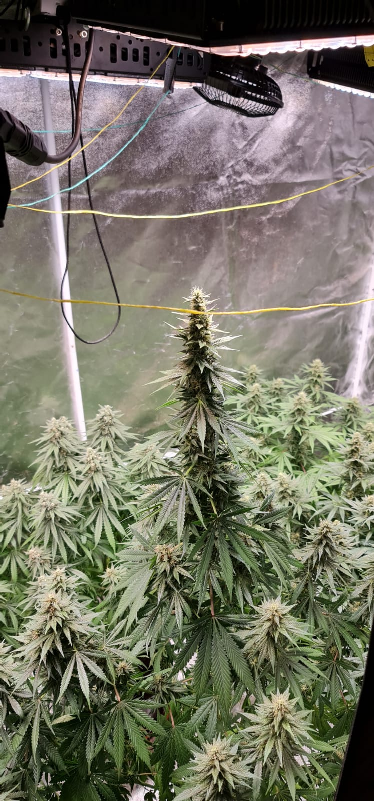 37 days flowering (6).jpeg