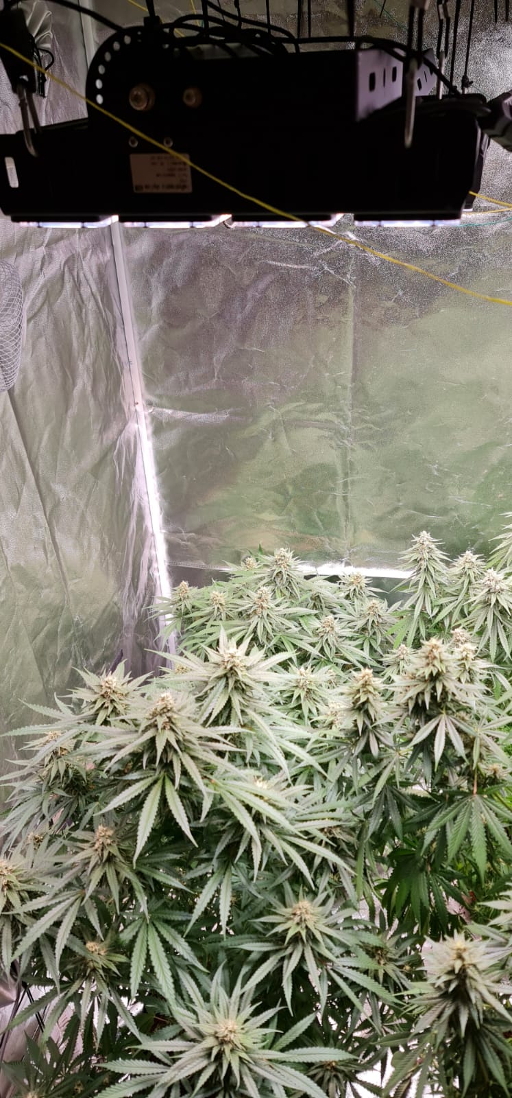 37 days flowering (8).jpeg