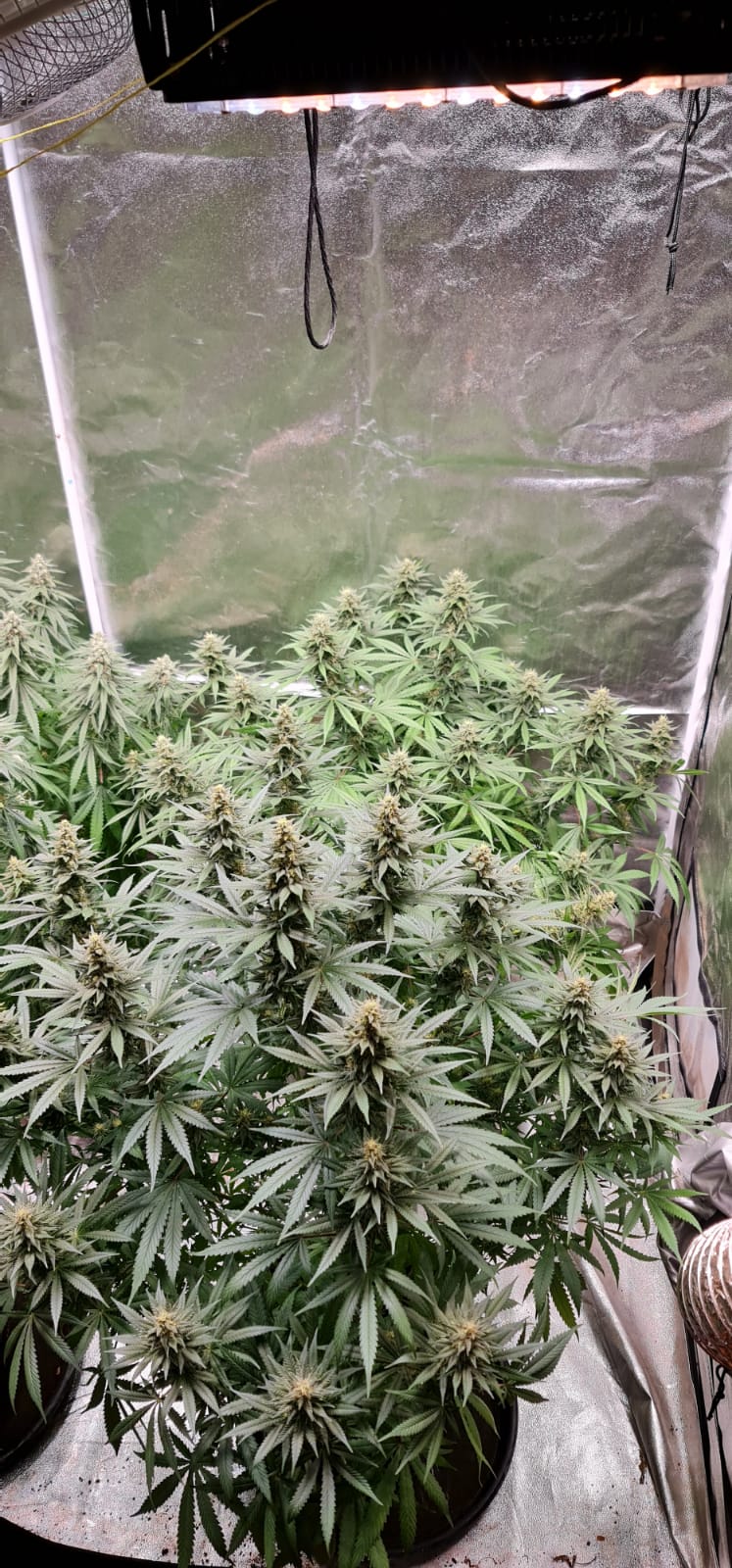 37 days flowering (9).jpeg