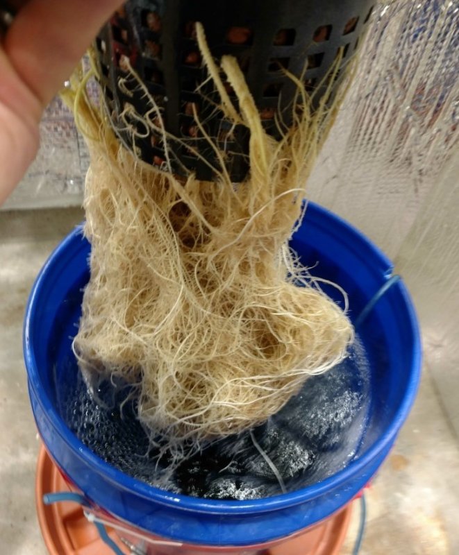 37_day_roots.jpg