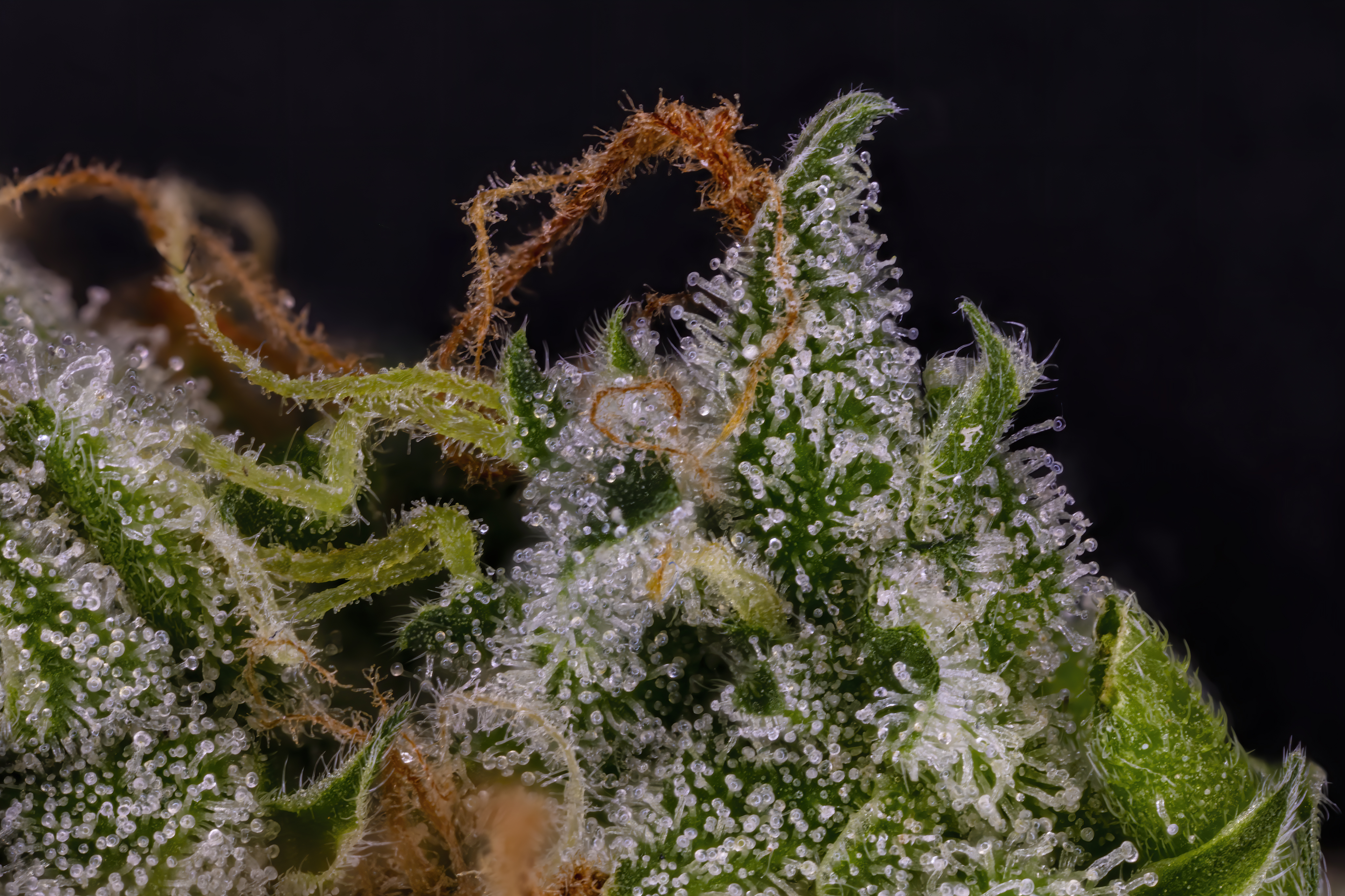 3x trichome.jpg