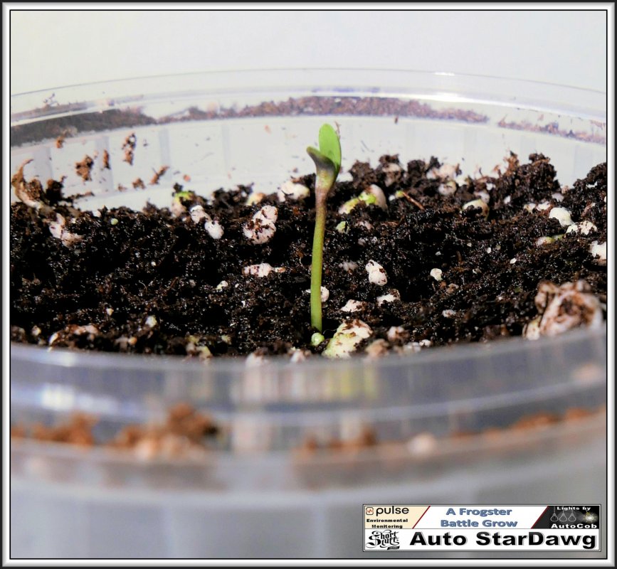 4-days-from-seed-jpg.1054517