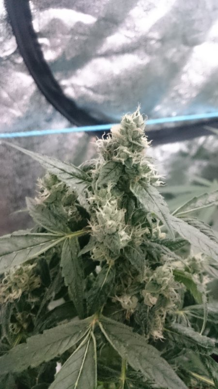 (4)  FE day 56 (no flash) main cola.JPG