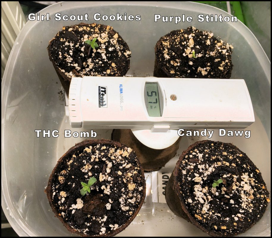 4 Seedlings Day 1.jpg