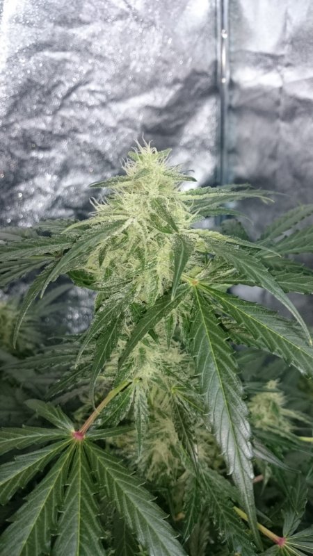 (4) Triangle Kush bud shot.JPG