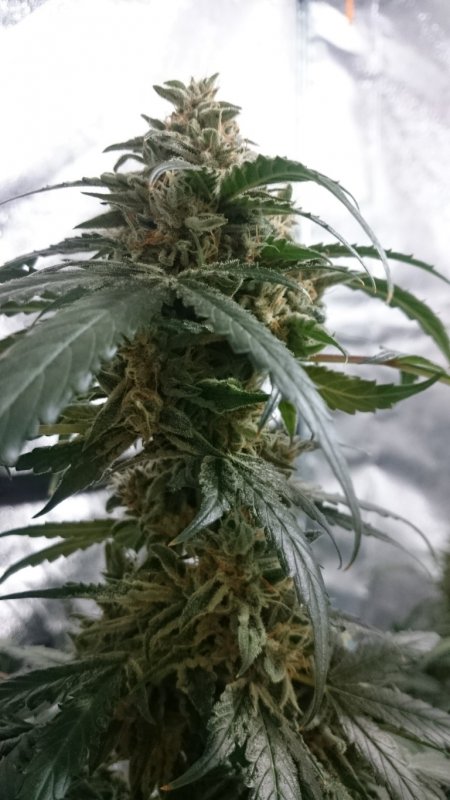 (4) Triangle kush bud shot.JPG