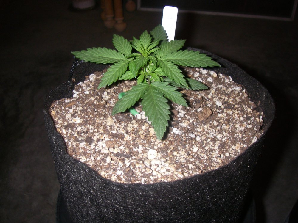 422 grow 002.JPG