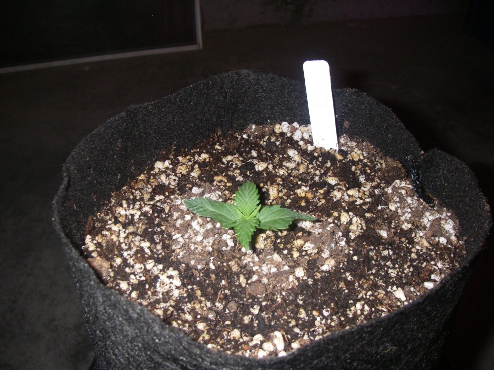 422 grow 006.JPG