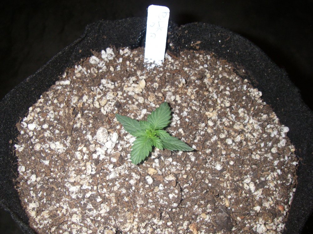 422 grow 009.JPG