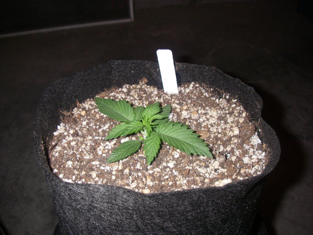 422 grow 010.JPG