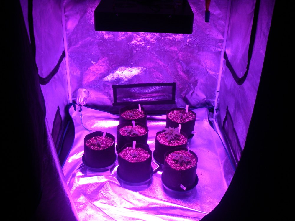 422 grow 011.JPG