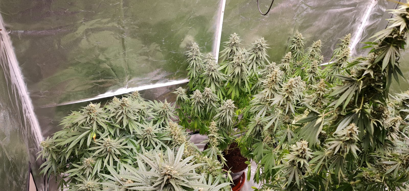 44 days in flowering (1).jpeg