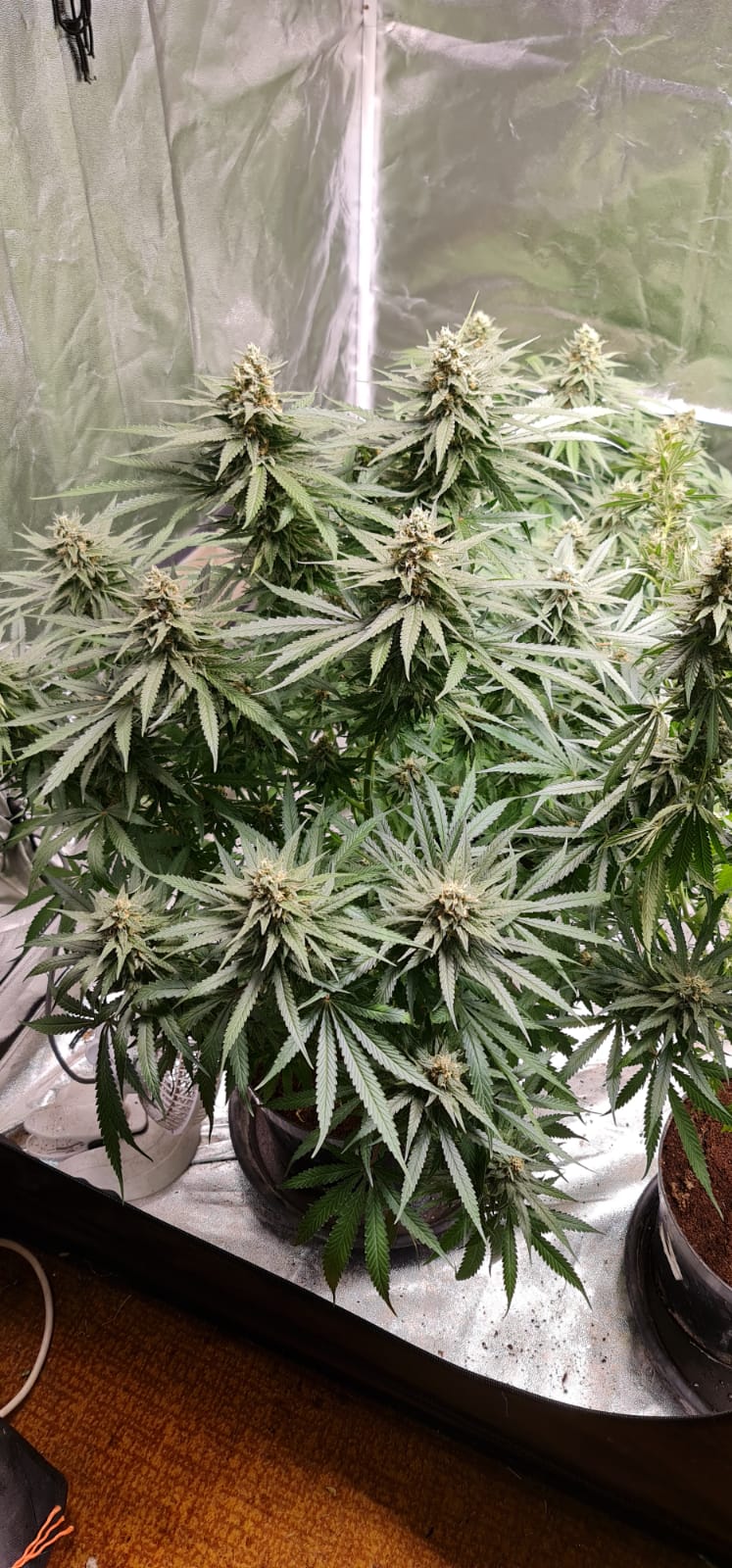 44 days in flowering (2).jpeg