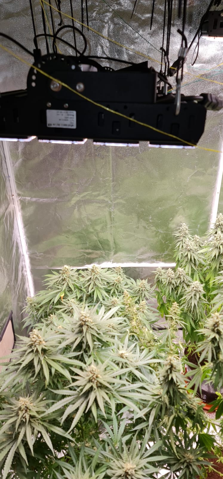 44 days in flowering (3).jpeg