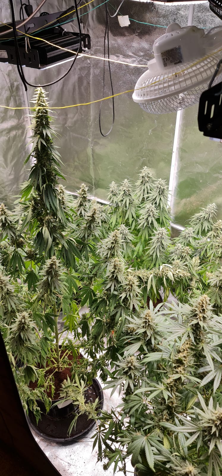 44 days in flowering (4).jpeg