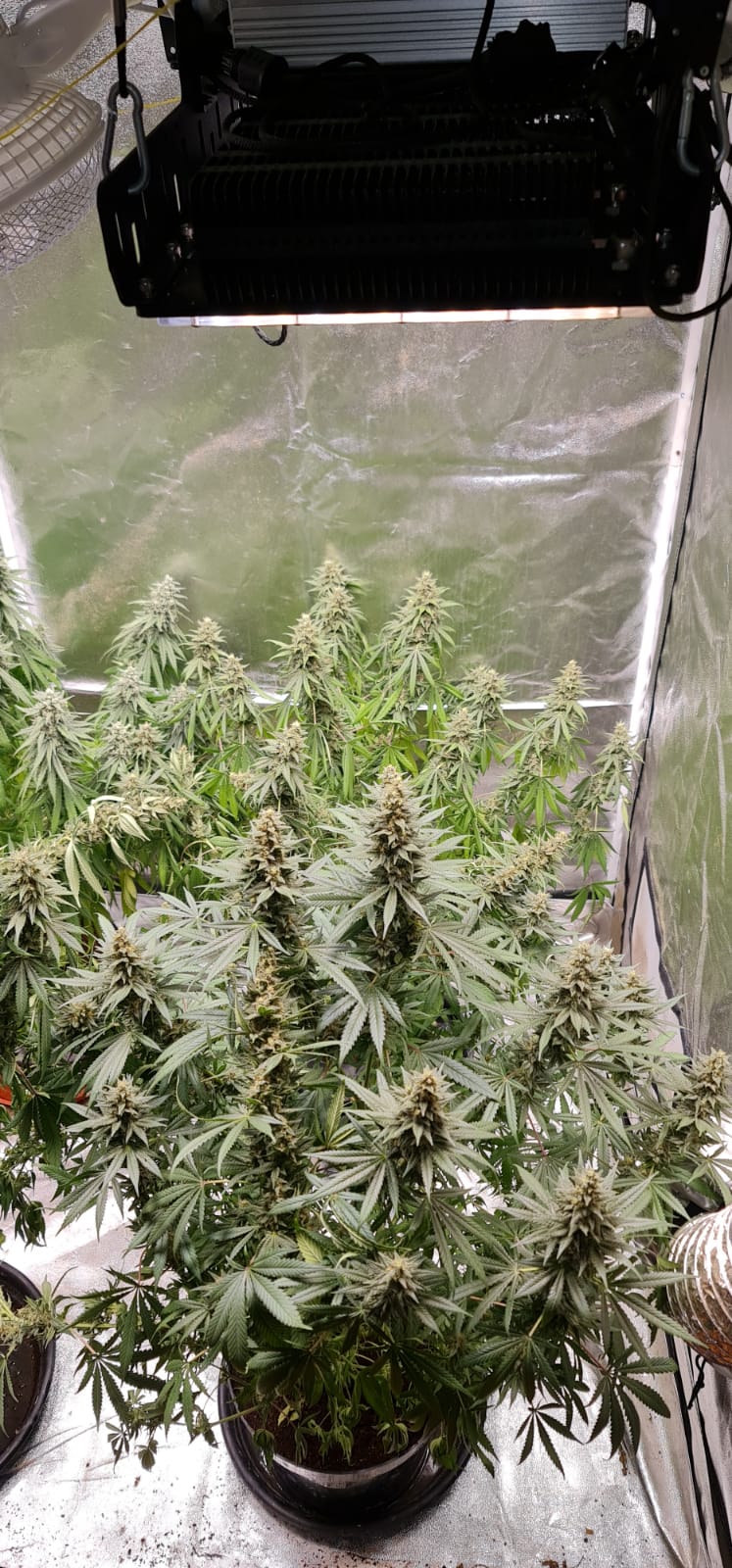 44 days in flowering (5).jpeg