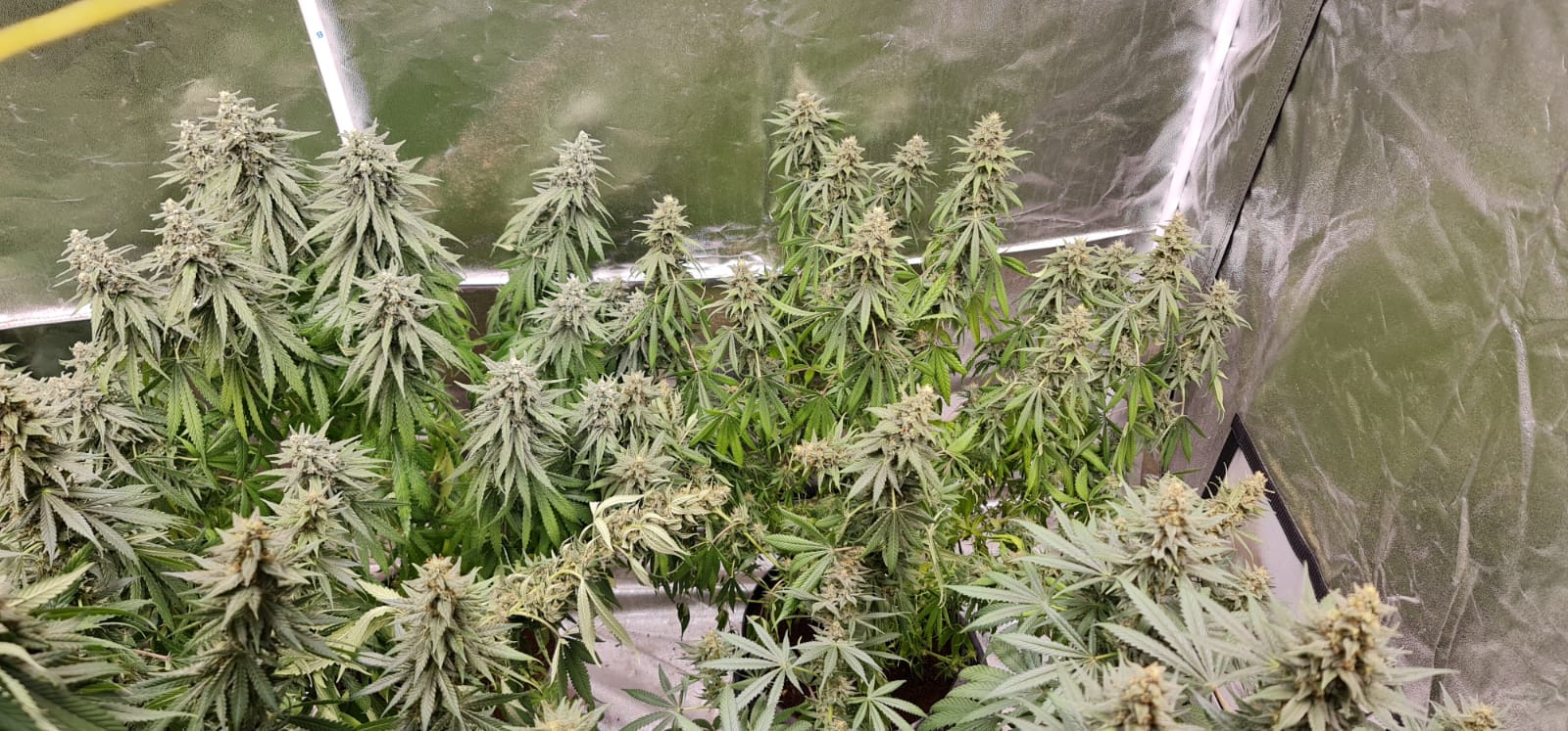 44 days in flowering (6).jpeg